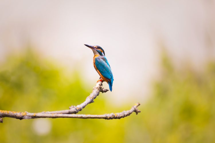 A Bird Sitting on a Twig