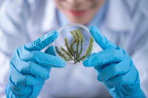 A herb - Life is the commonality between biology and microbiology